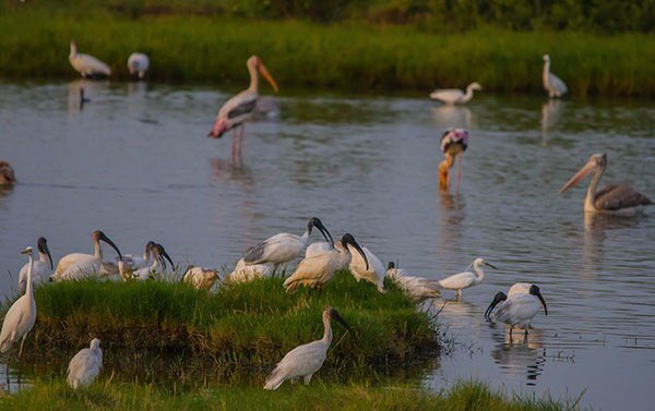 Pitti Bird Sanctuary | JustPicked Pitti Bird Sanctuary
