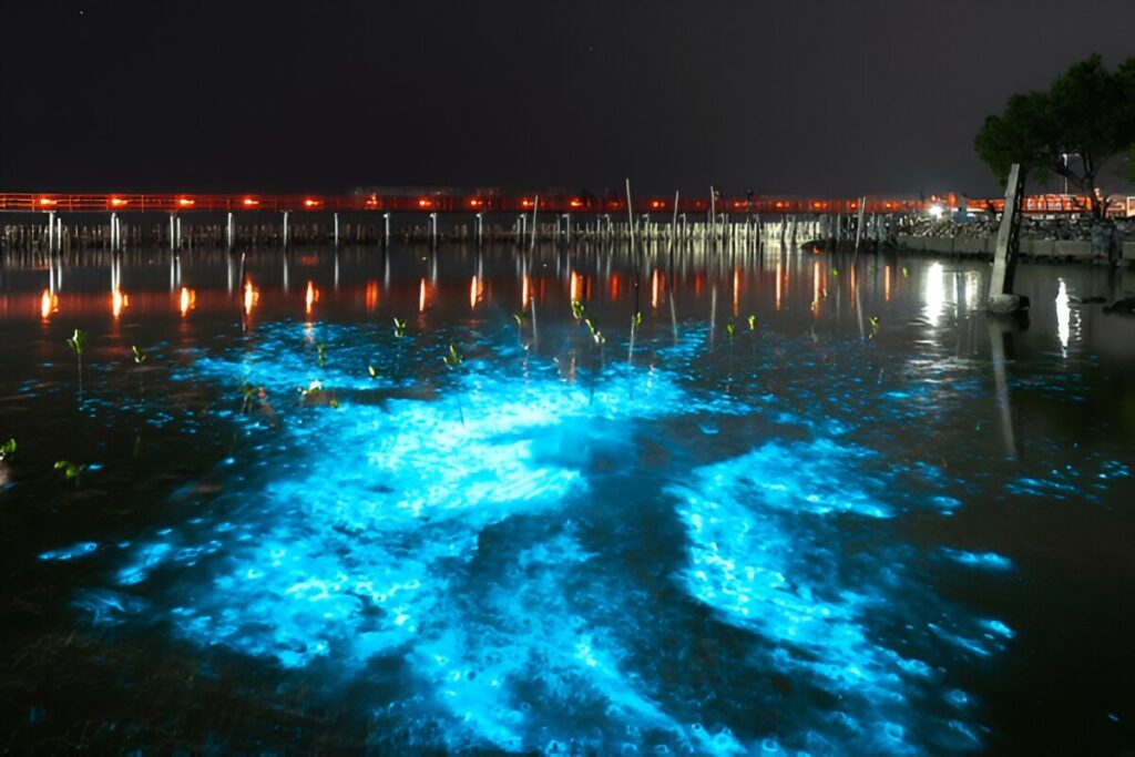 Bioluminescent Plankton Light Up the Sea
