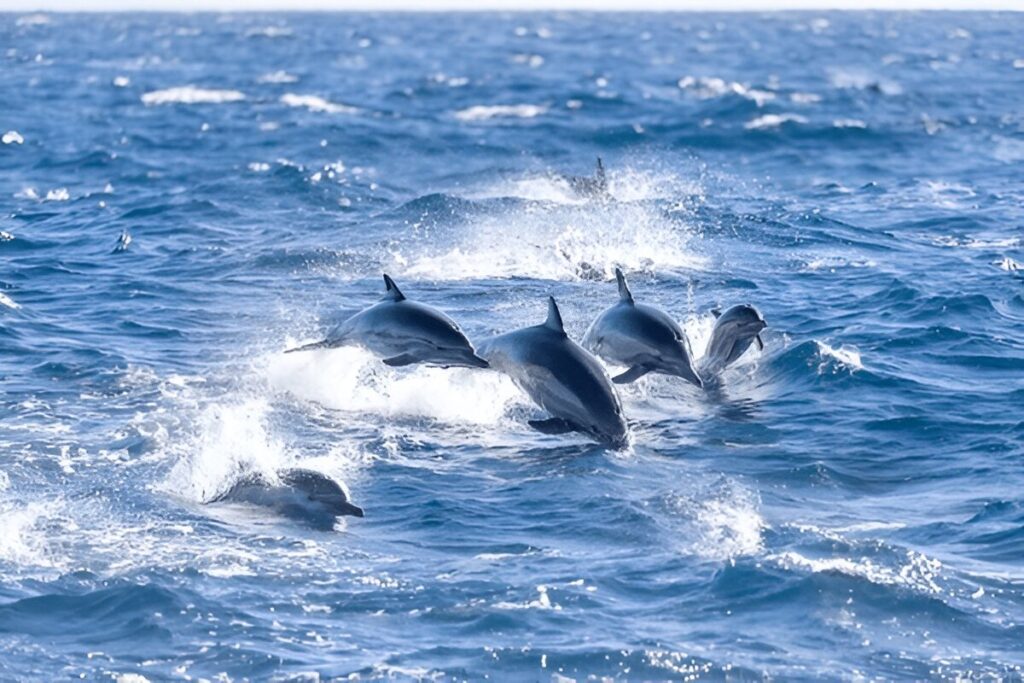 Dolphin Watching Tours