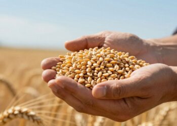 Golden wheat grains held in hands healthy food