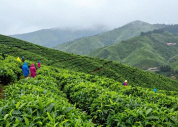 Ooty's green hills after summer showers, with tourists.